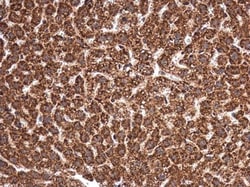 Invitrogen MANEA Polyclonal Antibody 100 μL; Unconjugated:Antibodies,