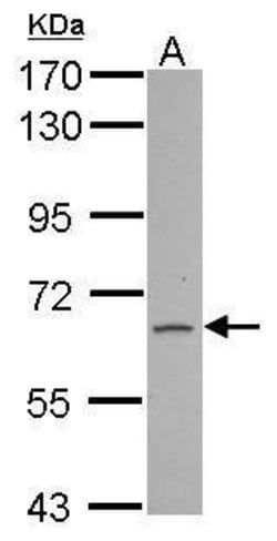 Invitrogen FAM73A Polyclonal Antibody 100 &mu;L; Unconjugated:Antibodies,