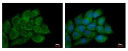 Invitrogen PECI Polyclonal Antibody 100 &mu;L; Unconjugated:Antibodies,