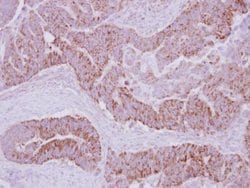 Invitrogen PECI Polyclonal Antibody 100 &mu;L; Unconjugated:Antibodies,