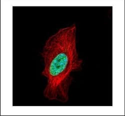 Invitrogen Histone H1.2 Polyclonal Antibody 100 &mu;L; Unconjugated:Antibodies,
