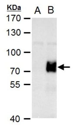 Invitrogen ARID5A Polyclonal Antibody 100 &mu;L; Unconjugated:Antibodies,