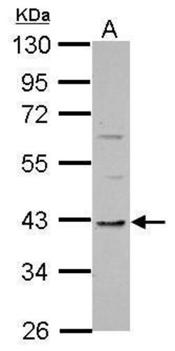 Invitrogen TMEM59L Polyclonal Antibody 100 &mu;L; Unconjugated:Antibodies,