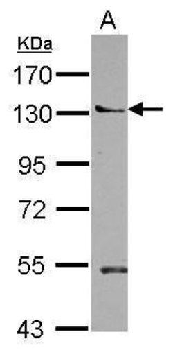 Invitrogen PEPP2 Polyclonal Antibody 100 &mu;L; Unconjugated:Antibodies,