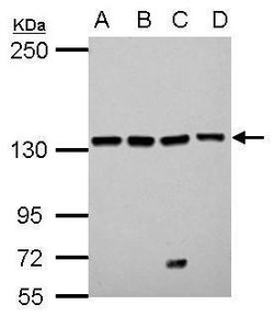 Invitrogen LARS Polyclonal Antibody 100 &mu;L; Unconjugated:Antibodies,