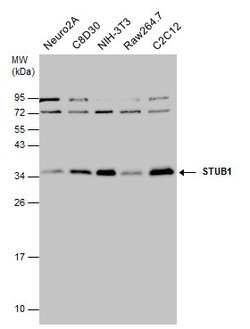 Invitrogen STUB1 Polyclonal Antibody 100 &mu;L; Unconjugated:Antibodies,
