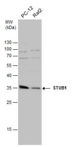 Invitrogen STUB1 Polyclonal Antibody 100 &mu;L; Unconjugated:Antibodies,