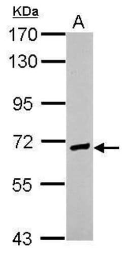 Invitrogen EFCAB7 Polyclonal Antibody 100 &mu;L; Unconjugated:Antibodies,