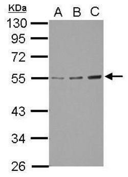 Invitrogen GCNT3 Polyclonal Antibody 100 &mu;L; Unconjugated:Antibodies,