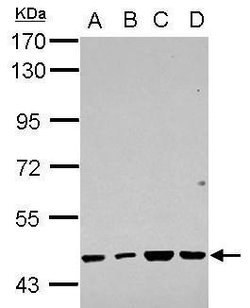Invitrogen RBMY1F Polyclonal Antibody 100 &mu;L; Unconjugated:Antibodies,