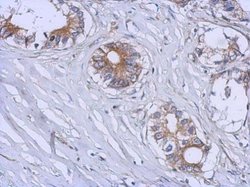 Invitrogen B3GALT4 Polyclonal Antibody 100 &mu;L; Unconjugated:Antibodies,