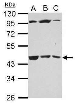 Invitrogen B3GALT4 Polyclonal Antibody 100 &mu;L; Unconjugated:Antibodies,