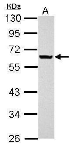 Invitrogen ANKRD53 Polyclonal Antibody 100 &mu;L; Unconjugated:Antibodies,