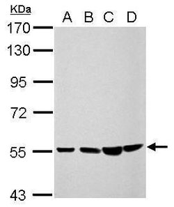 Invitrogen CCDC105 Polyclonal Antibody 100 &mu;L; Unconjugated:Antibodies,