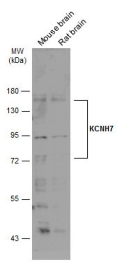 KCNH7 Polyclonal Antibody, Invitrogen 100 &mu;L; Unconjugated:Antibodies,