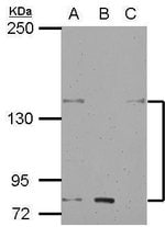 KCNH7 Polyclonal Antibody, Invitrogen™