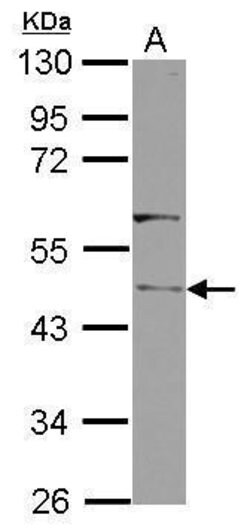 Invitrogen Clavesin-1 Polyclonal Antibody 100 &mu;L | Buy Online | Invitrogen&trade; | Fisher Scientific