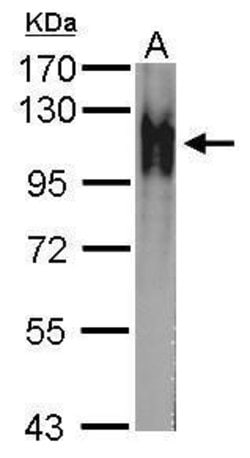 Invitrogen Atpalpha Polyclonal Antibody 100 &mu;L; Unconjugated:Antibodies,