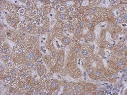 Invitrogen PLCD3 Polyclonal Antibody 100 &mu;L; Unconjugated:Antibodies,