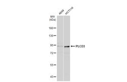 Invitrogen PLCD3 Polyclonal Antibody 100 &mu;L; Unconjugated:Antibodies,