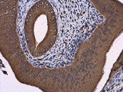 Invitrogen ATL3 Polyclonal Antibody 100 &mu;L | Buy Online | Invitrogen&trade; | Fisher Scientific