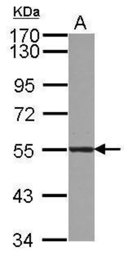 Invitrogen ATL3 Polyclonal Antibody 100 &mu;L | Buy Online | Invitrogen&trade; | Fisher Scientific