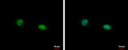 Invitrogen FAM98B Polyclonal Antibody 100 μL; Unconjugated:Antibodies,