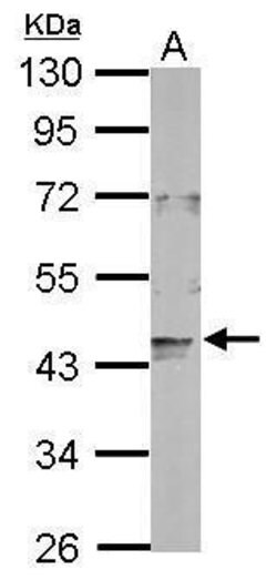 Invitrogen LONP2 Polyclonal Antibody 100 &mu;L; Unconjugated:Antibodies,