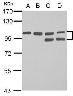 Invitrogen FAM115C Polyclonal Antibody 100 &mu;L; Unconjugated:Antibodies,