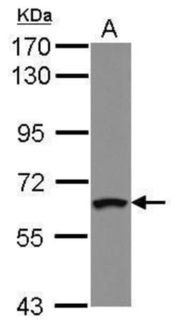 Invitrogen ZNF300 Polyclonal Antibody 100 &mu;L; Unconjugated:Antibodies,