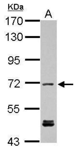 Invitrogen KBTBD3 Polyclonal Antibody 100 &mu;L; Unconjugated:Antibodies,