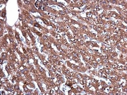 Invitrogen CERCAM Polyclonal Antibody 100 &mu;L; Unconjugated:Antibodies,