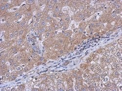 Invitrogen CERCAM Polyclonal Antibody 100 &mu;L; Unconjugated:Antibodies,