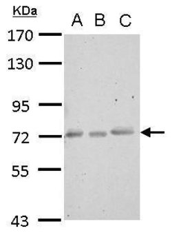 Invitrogen CERCAM Polyclonal Antibody 100 &mu;L; Unconjugated:Antibodies,