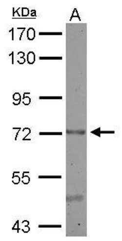 Invitrogen CERCAM Polyclonal Antibody 100 &mu;L; Unconjugated:Antibodies,