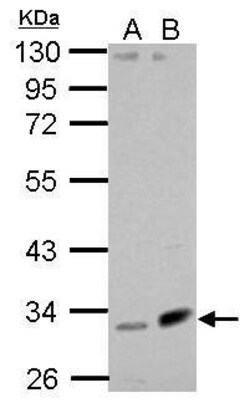 Invitrogen Fibulin 7 Polyclonal Antibody 100 &mu;L; Unconjugated:Antibodies,