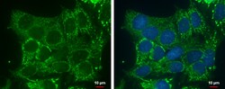 Invitrogen DHRS2 Polyclonal Antibody 100 &mu;L; Unconjugated:Antibodies,