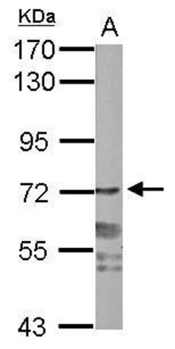 PPWD1 Polyclonal Antibody:Antibodies, Polyclonal