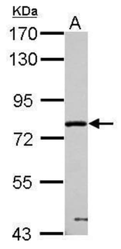 PPWD1 Polyclonal Antibody:Antibodies, Polyclonal