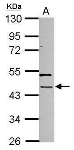 Invitrogen PHAX Polyclonal Antibody 100 &mu;L; Unconjugated:Antibodies,