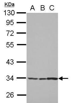 Invitrogen SPATA4 Polyclonal Antibody 100 &mu;L; Unconjugated:Antibodies,
