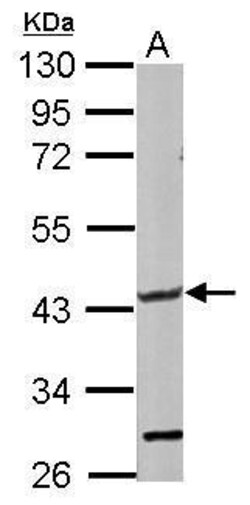 Invitrogen GLT8D1 Polyclonal Antibody 100 &mu;L; Unconjugated:Antibodies,