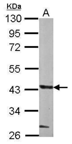 Invitrogen GLT8D1 Polyclonal Antibody 100 &mu;L; Unconjugated:Antibodies,