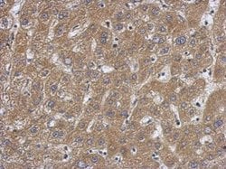 Invitrogen Caspase 7 p11 Polyclonal Antibody 100 &mu;L; Unconjugated:Antibodies,