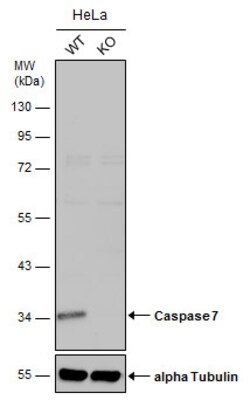 Invitrogen&trade;&nbsp;Caspase 7 p11 Polyclonal Antibody
