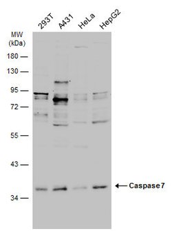 Invitrogen Caspase 7 p11 Polyclonal Antibody 100 &mu;L; Unconjugated:Antibodies,