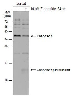 Invitrogen Caspase 7 p11 Polyclonal Antibody 100 &mu;L; Unconjugated:Antibodies,
