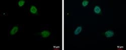 Invitrogen RED Polyclonal Antibody 100 &mu;L; Unconjugated:Antibodies,