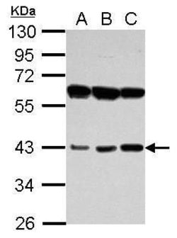 PECI Polyclonal Antibody:Antibodies, Polyclonal