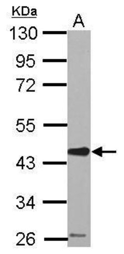 Invitrogen SERPINE2 Polyclonal Antibody 100 &mu;L; Unconjugated:Antibodies,